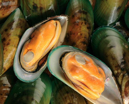 뉴질랜드 Frozen Mussels - a18f85124.jpg