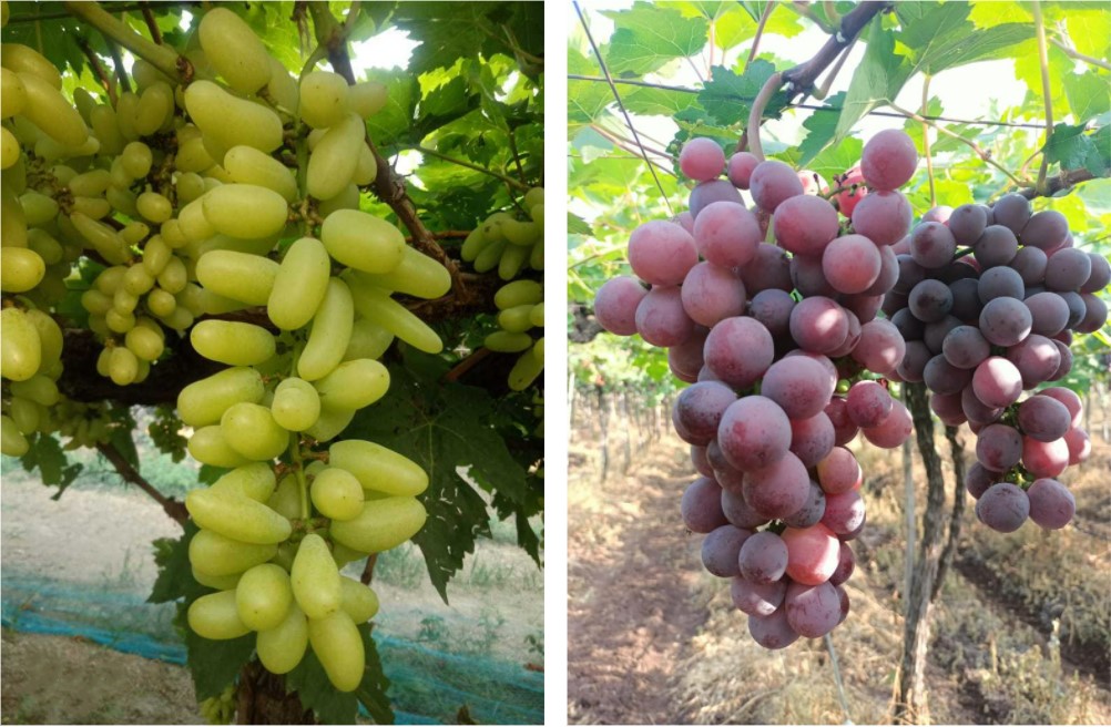 India Fresh Table Grape - 1.jpg