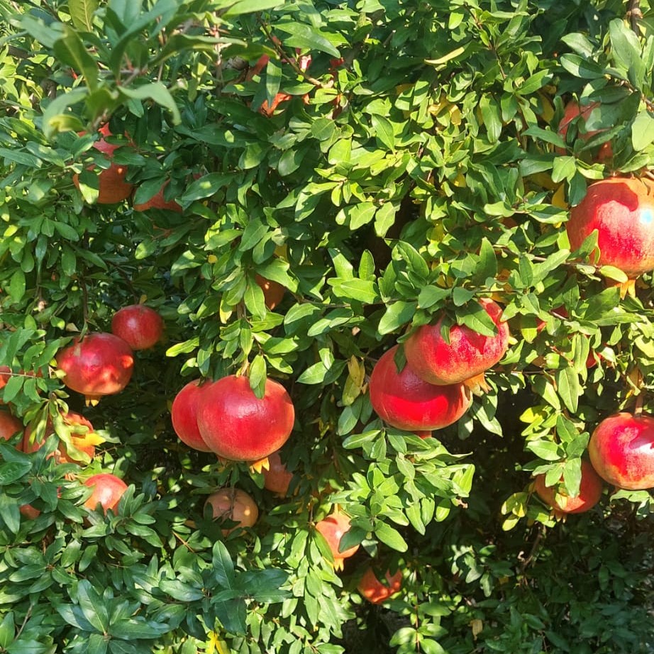 Turkiye Fresh Pomegranate - Pomegranate_garden_9.jpeg