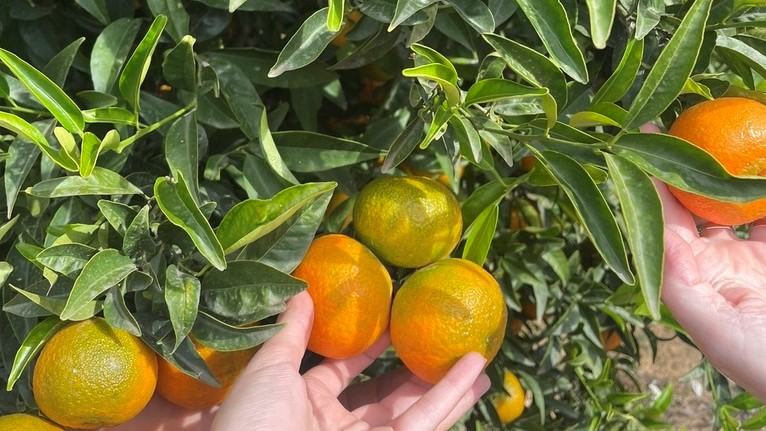 스페인 Fresh Clementine - 4_2.jpg