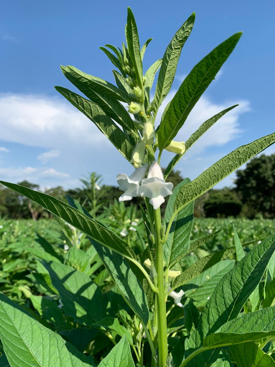 과테말라 Sesame Seed - FLOWER_SOLE.jpeg