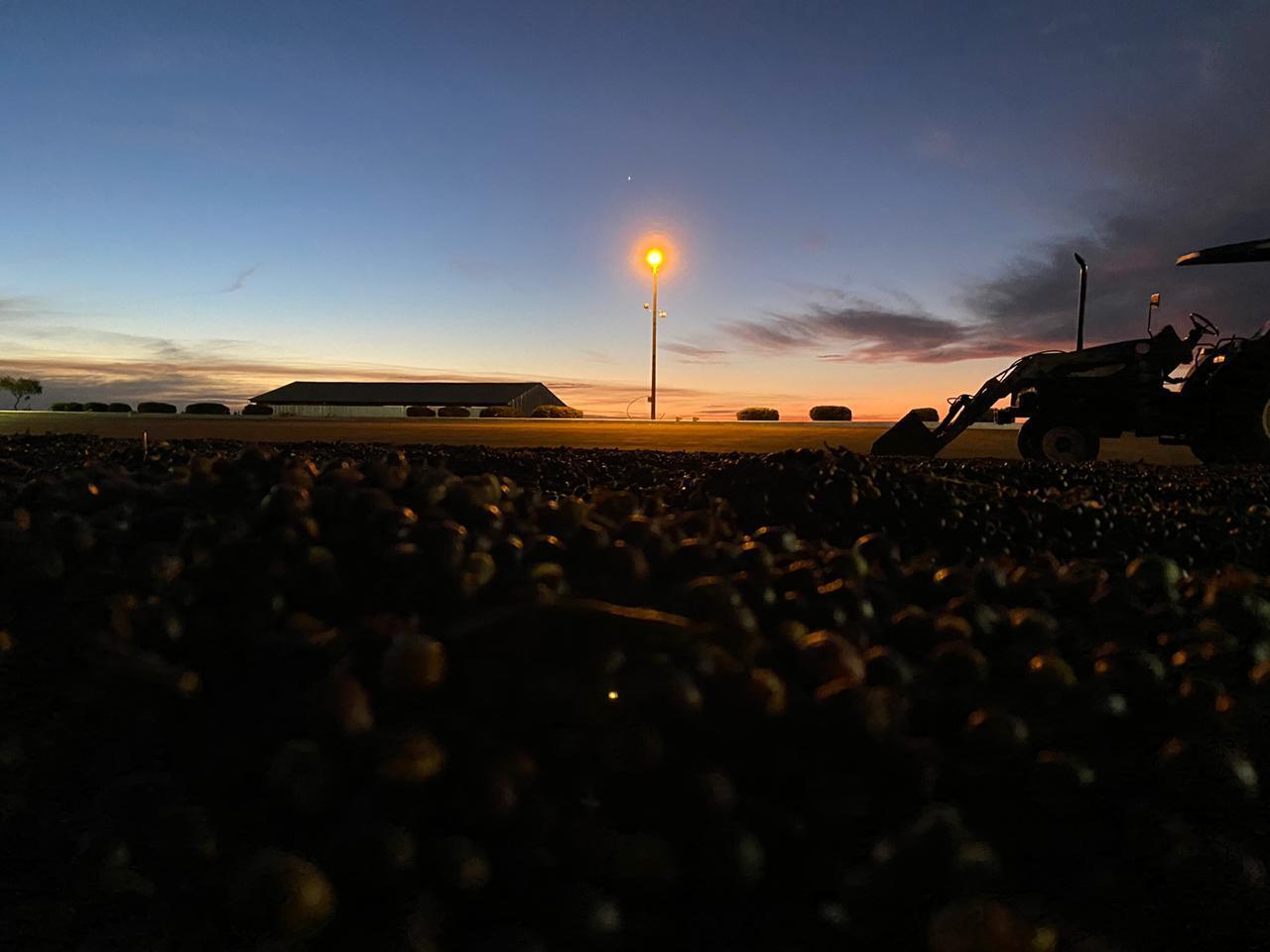 Brazil Raw Common Coffee Bean - Brazil-Raw-Common-Coffee-Bean-168865.jpg