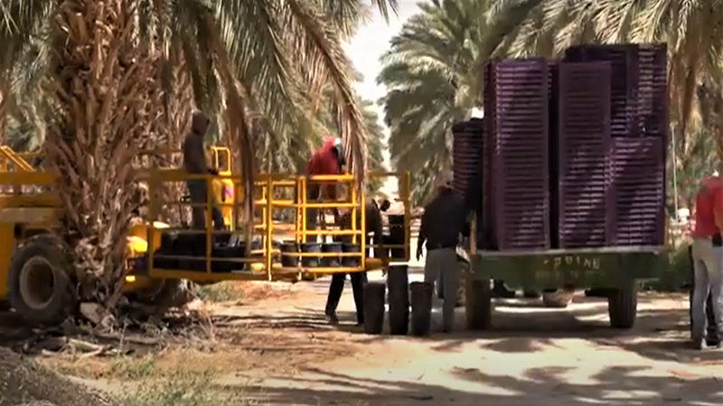이스라엘 Dried Date - IL_Date_plantation3.png