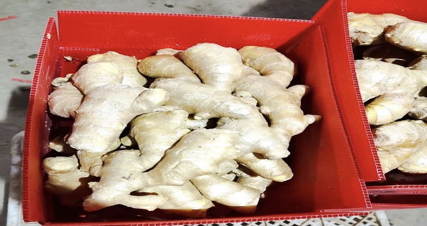 China Whole Common Ginger - China-ginger1.jpg