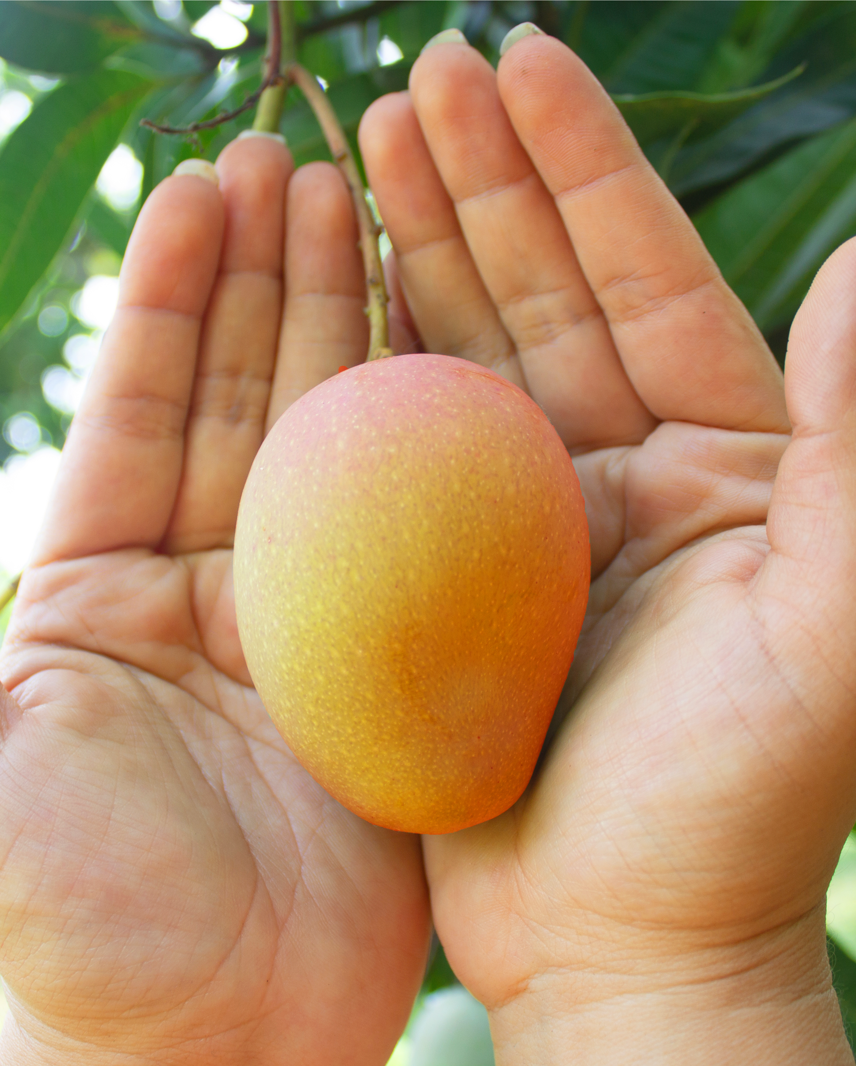 콜롬비아 Fresh Mango - image_46.png