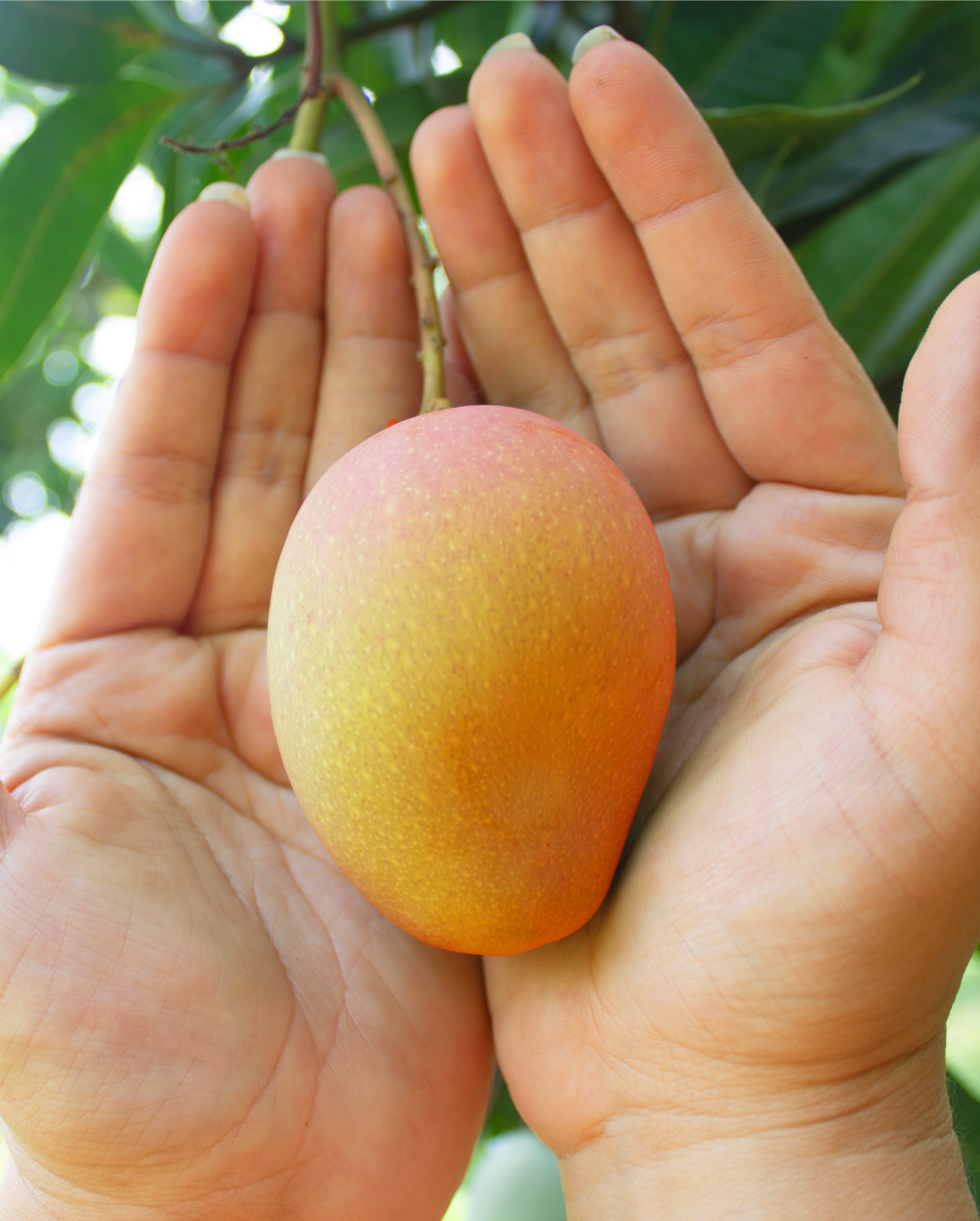 Colombia Fresh Mango - image_46.png