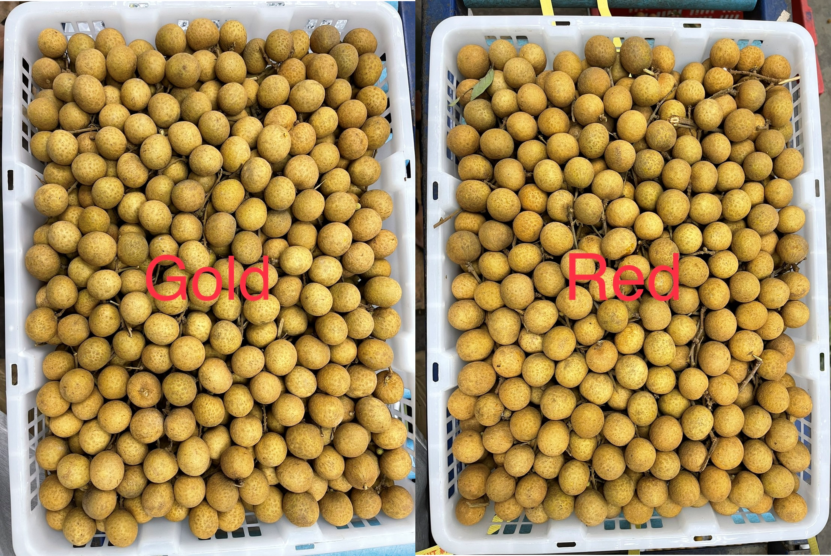 태국 Fresh Longan - %EA%B7%B8%EB%A6%BC4.png