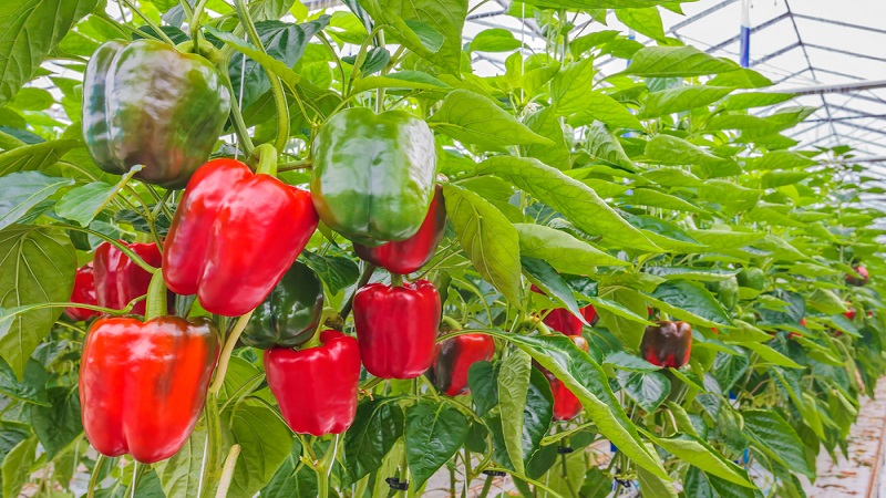 중국 Frozen Bell Pepper - CN_Bellpepper_plantation.jpg