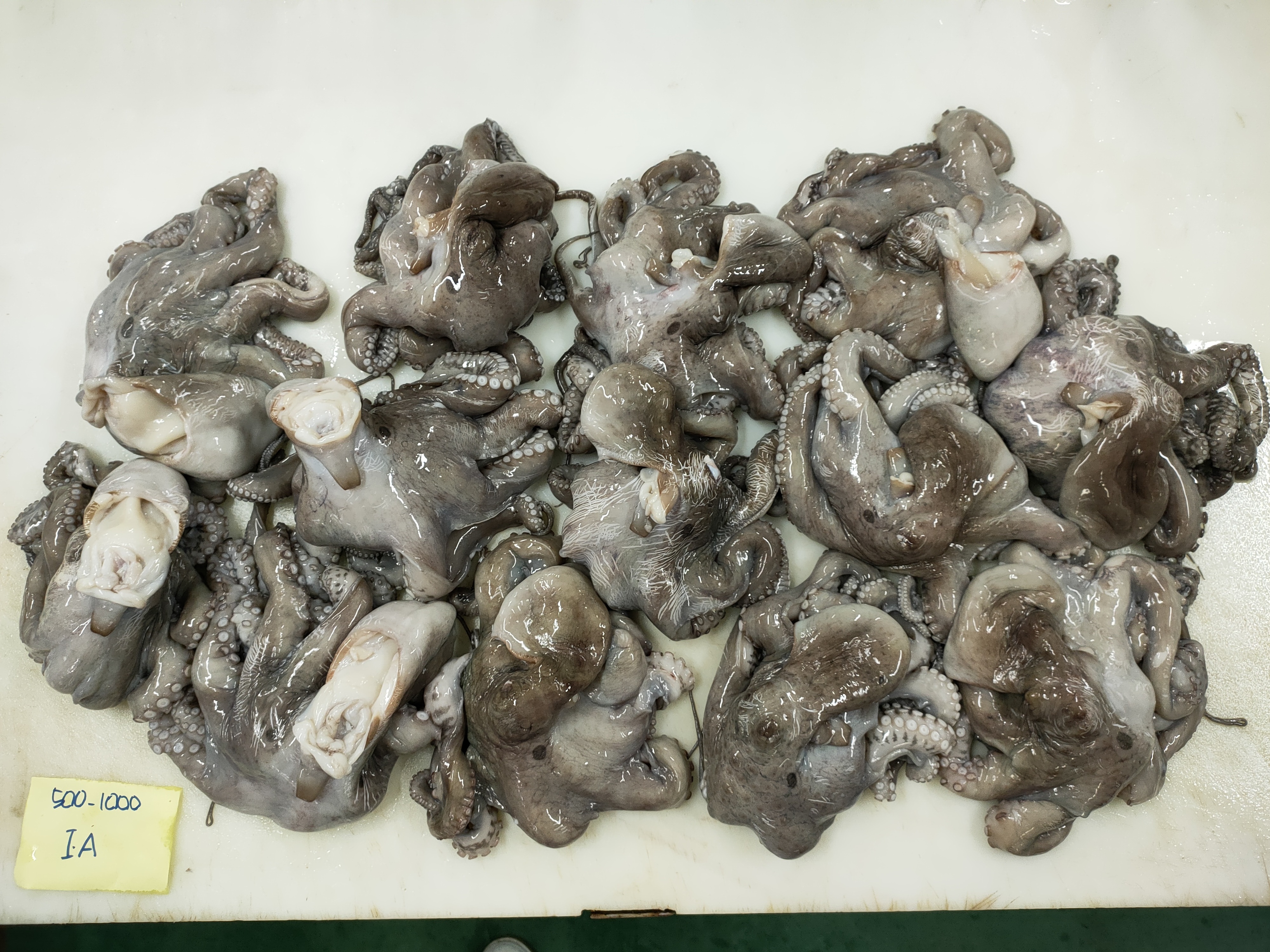 인도네시아 Frozen Octopus - IMG20230117144800.jpg