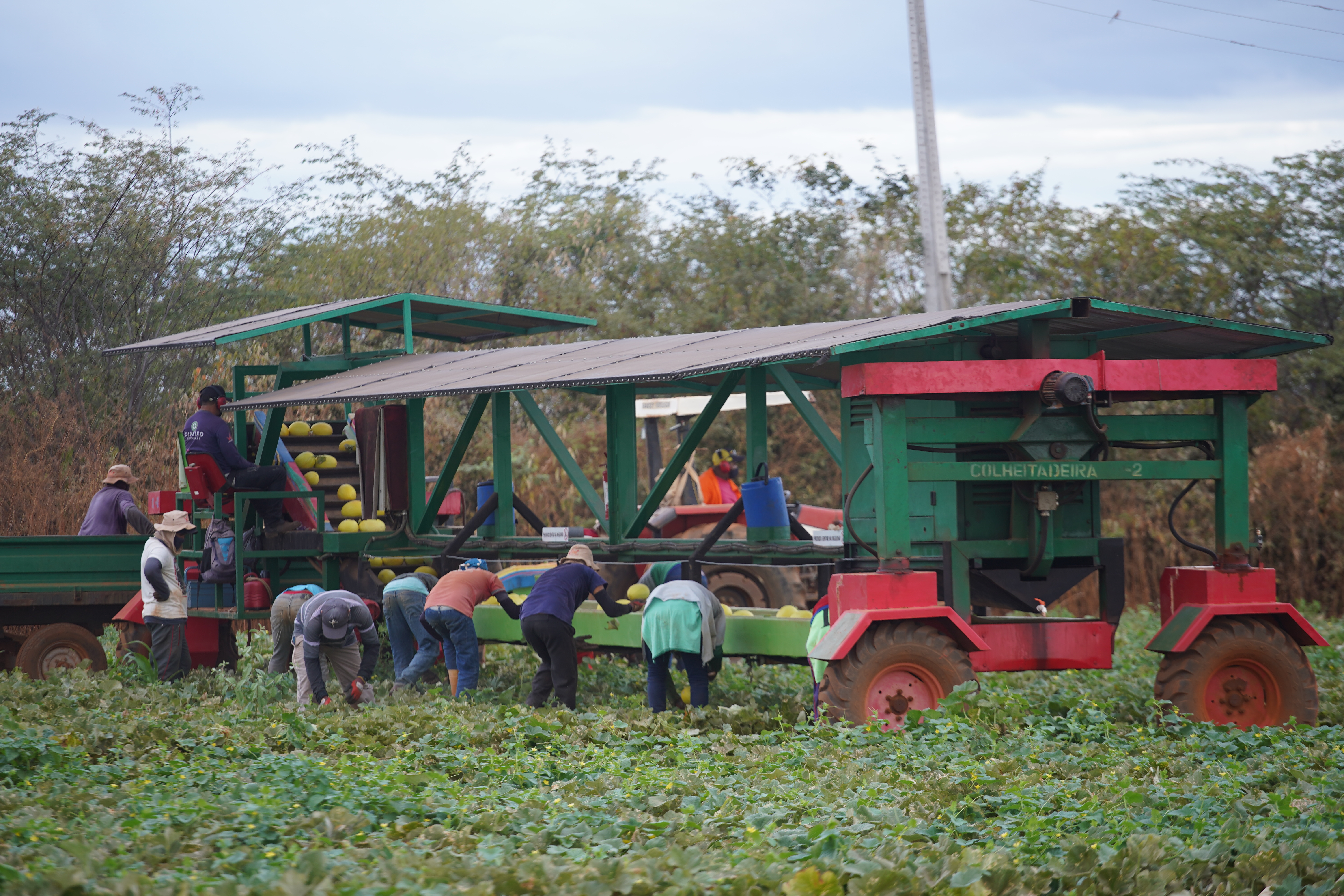 Brazil Fresh Melon - DSC00642.JPG