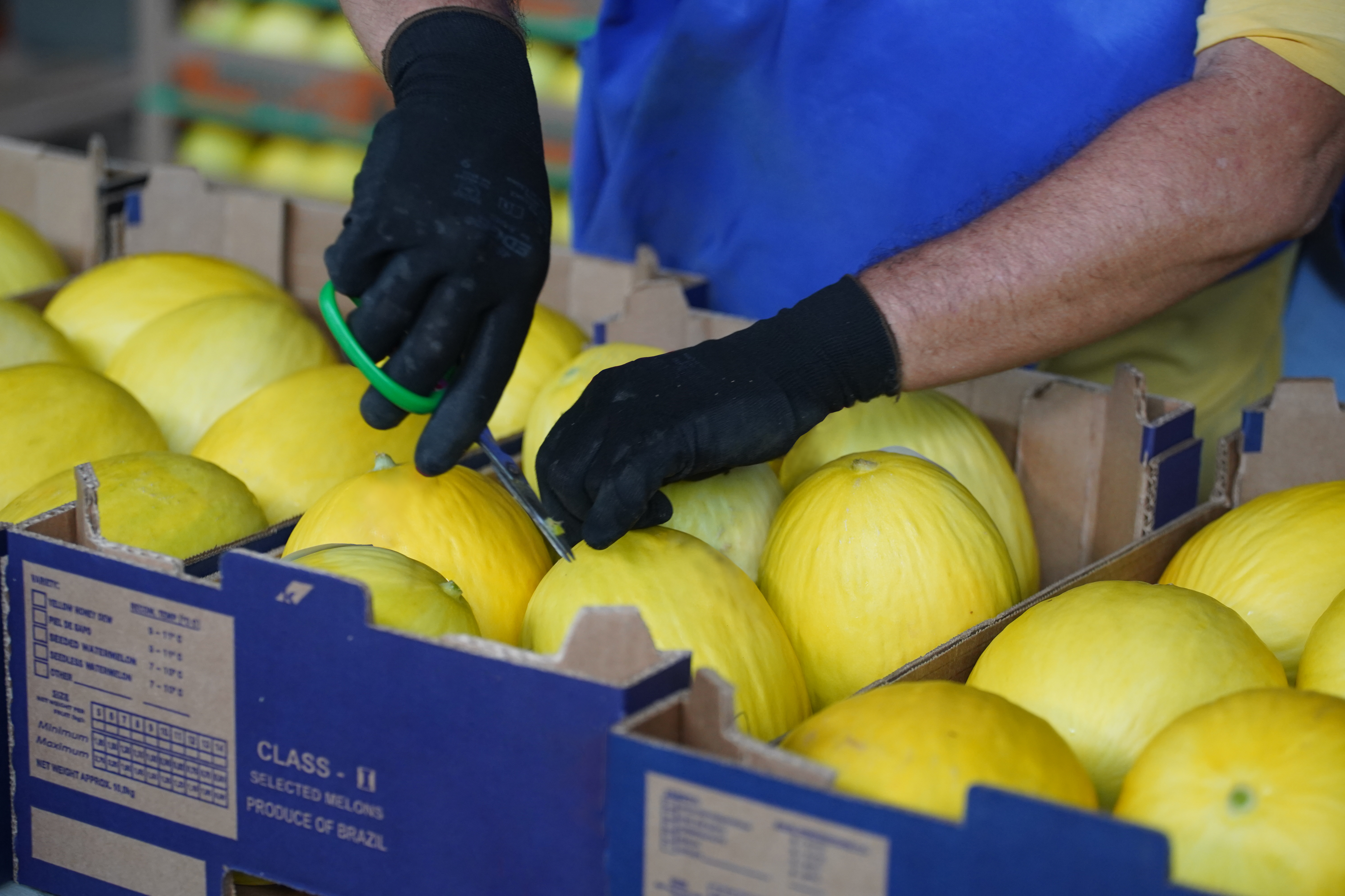 브라질 Fresh Melon - DSC00344_EDIT.jpg