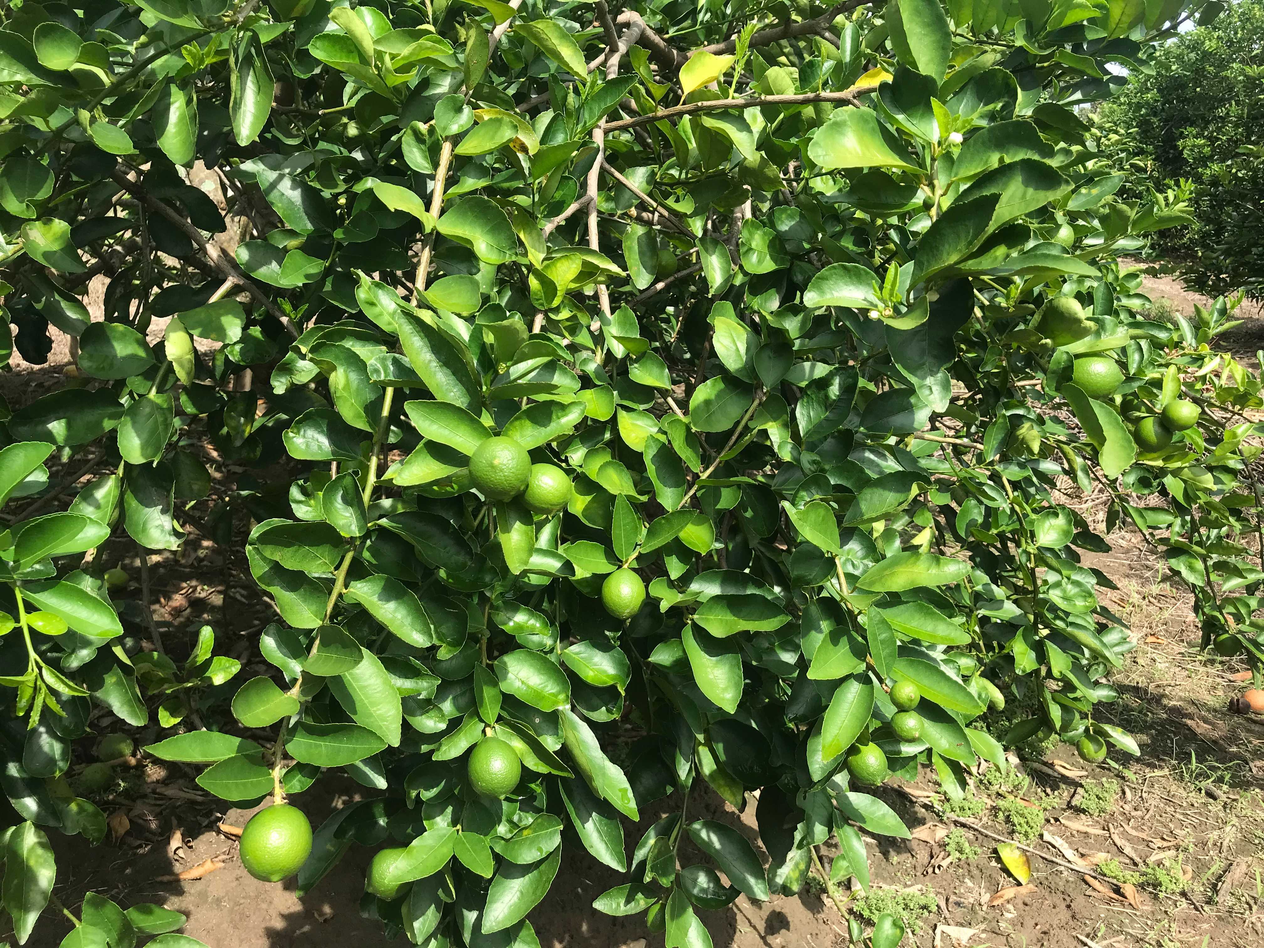 멕시코 Fresh Tahiti Lime - plantation_lime.jpg