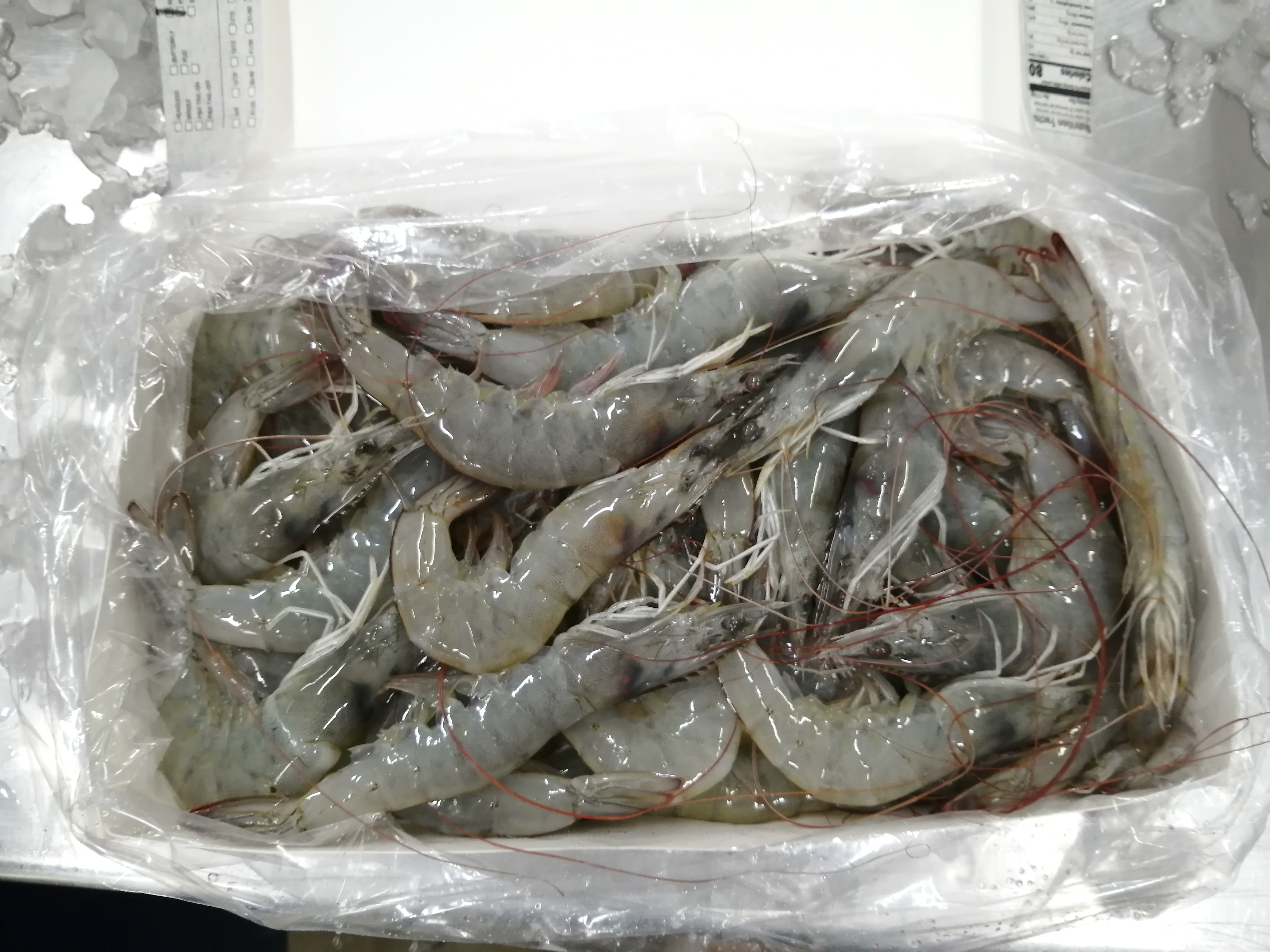Ecuador Fresh Vannamei Shrimp - Shirmp_Ecuador_9.jpeg