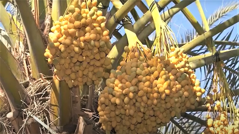 이스라엘 Dried Date - IL_Date_plantation1.png