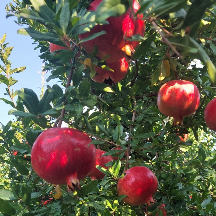 Turkiye Fresh Pomegranate - Pomegranate_garden_5.jpeg