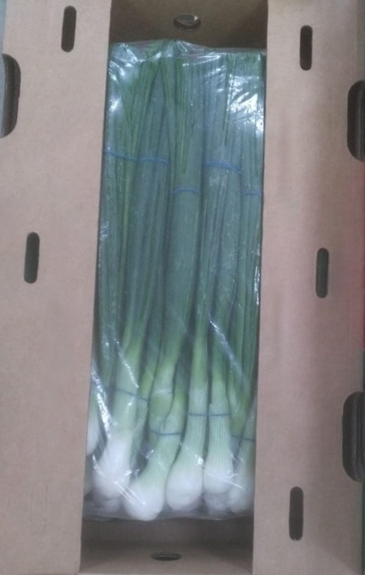 Egypt Fresh Spring Onion - WhatsApp_Image_2021-08-19_at_4.43.08_PM_Edit.jpg