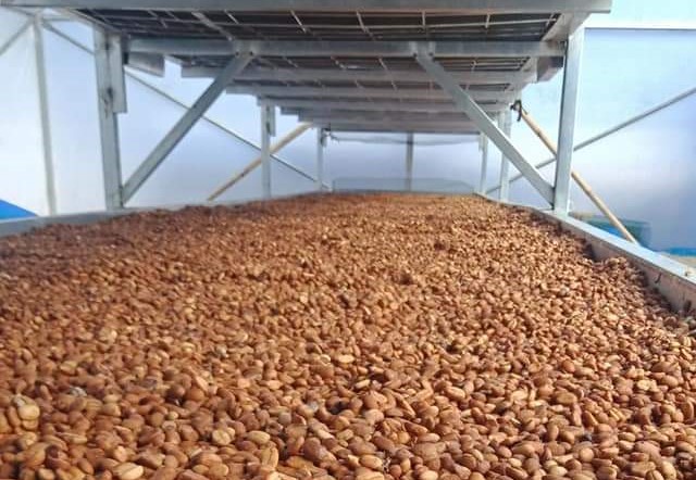 인도네시아 Raw Common Coffee Bean - 6_3.jpg