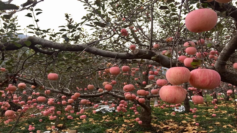 중국 Fresh Apple - CN_Apple_plantation1.jpg