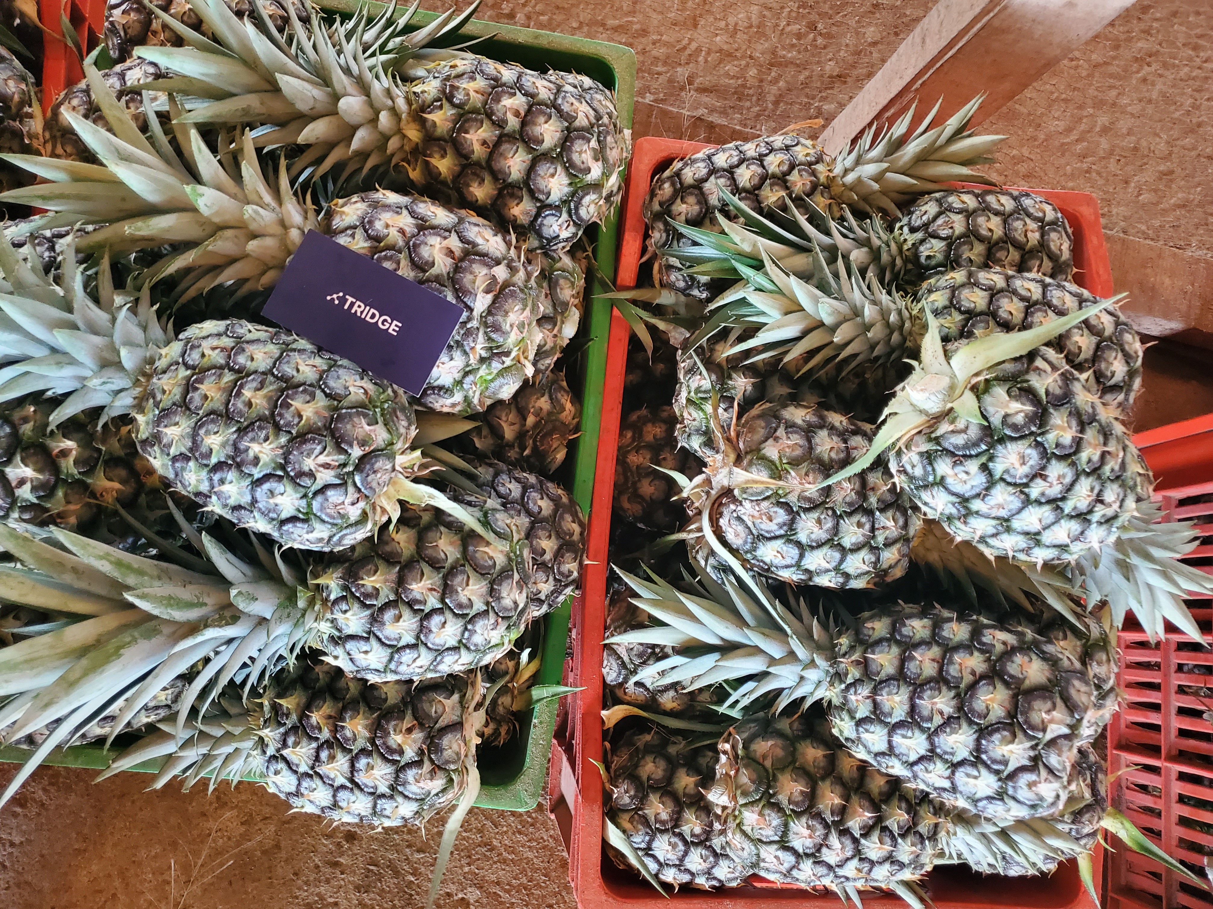 코트디부아르 Fresh MD2 Pineapple - Ivory-Coast-Fresh-MD2-Pineapple-271786.jpg