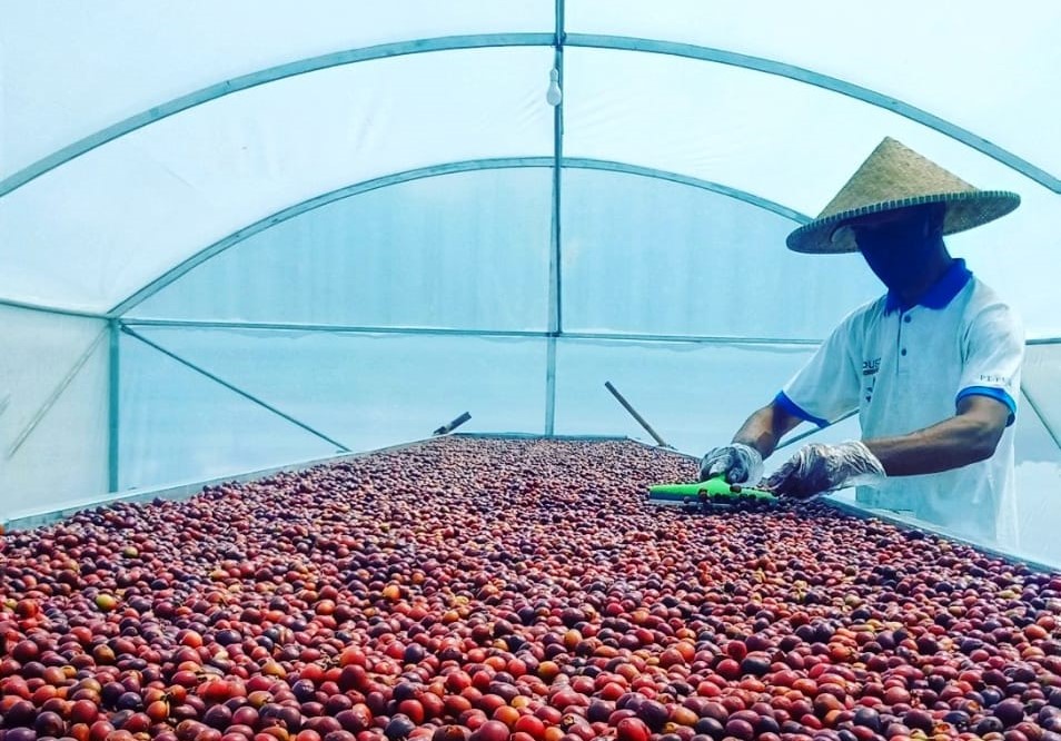 인도네시아 Raw Common Coffee Bean - Indonesia-Coffee-Bean-920191_2.jpg