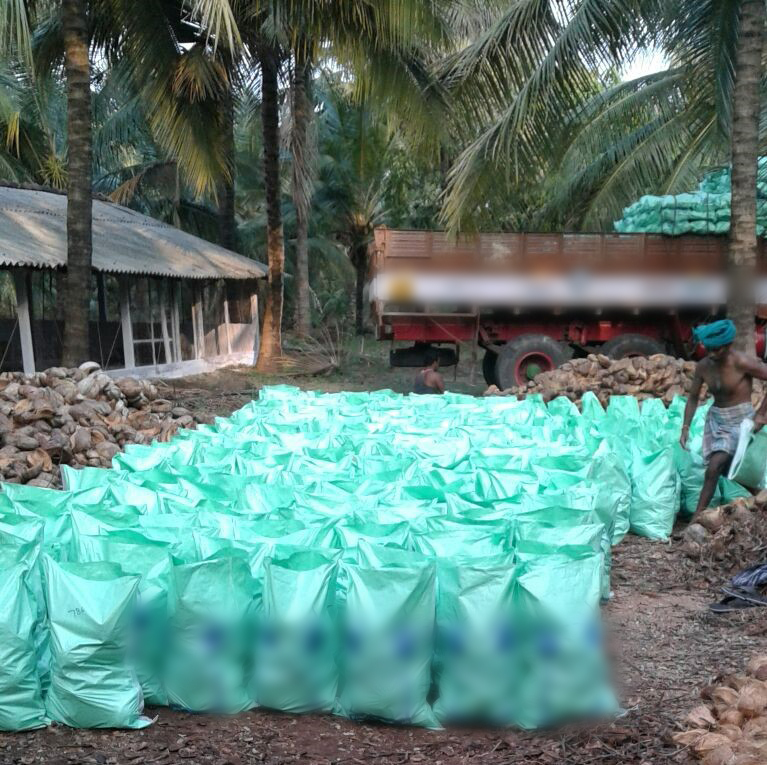 인도 Fresh Mature Coconut - 19F.jpg