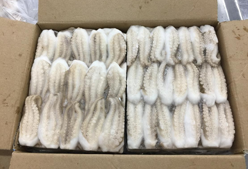 베트남 Frozen Octopus - Baby_Octopus.png