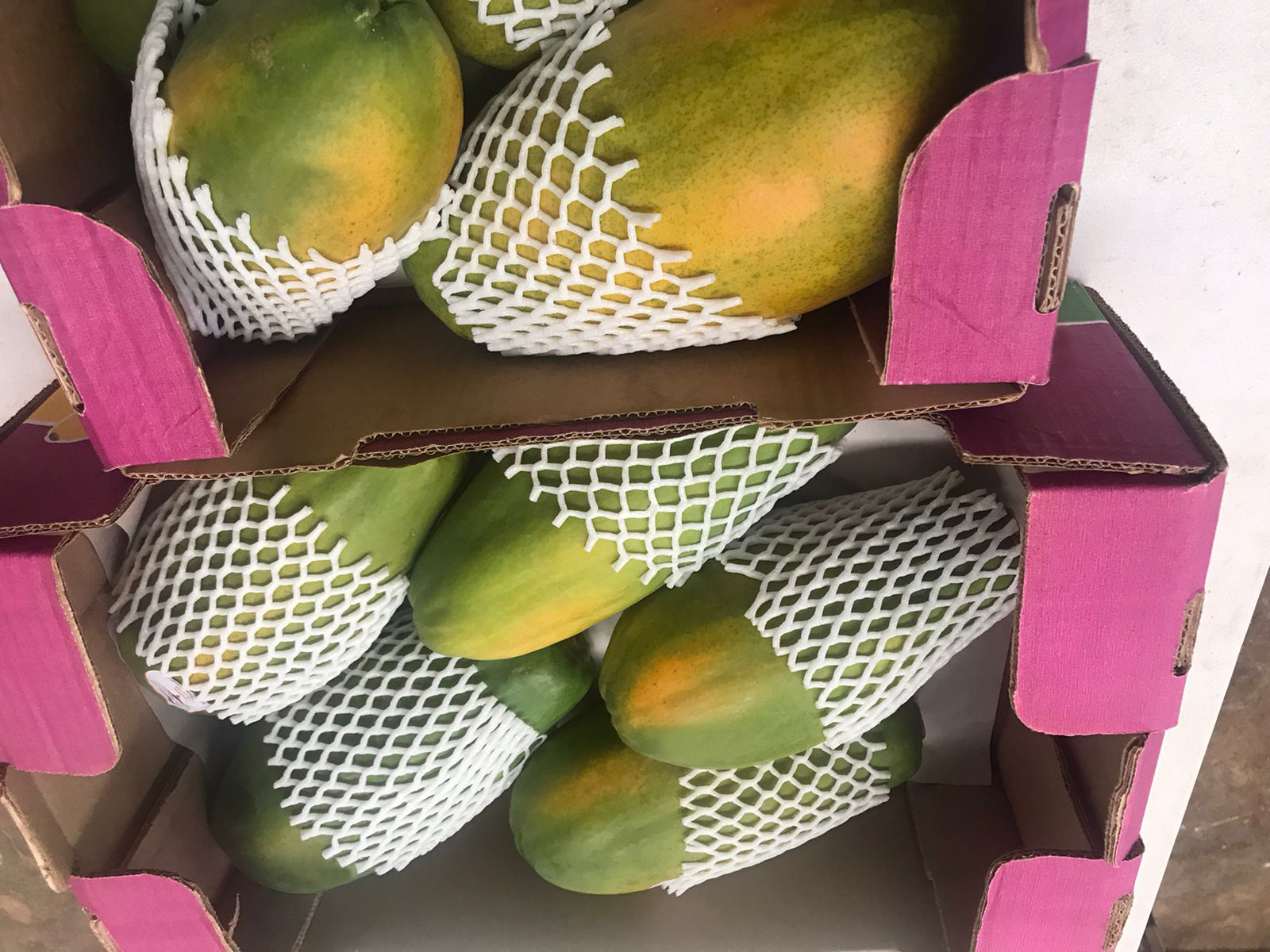멕시코 Fresh Papaya - Mexico-Papaya-863965.jpg
