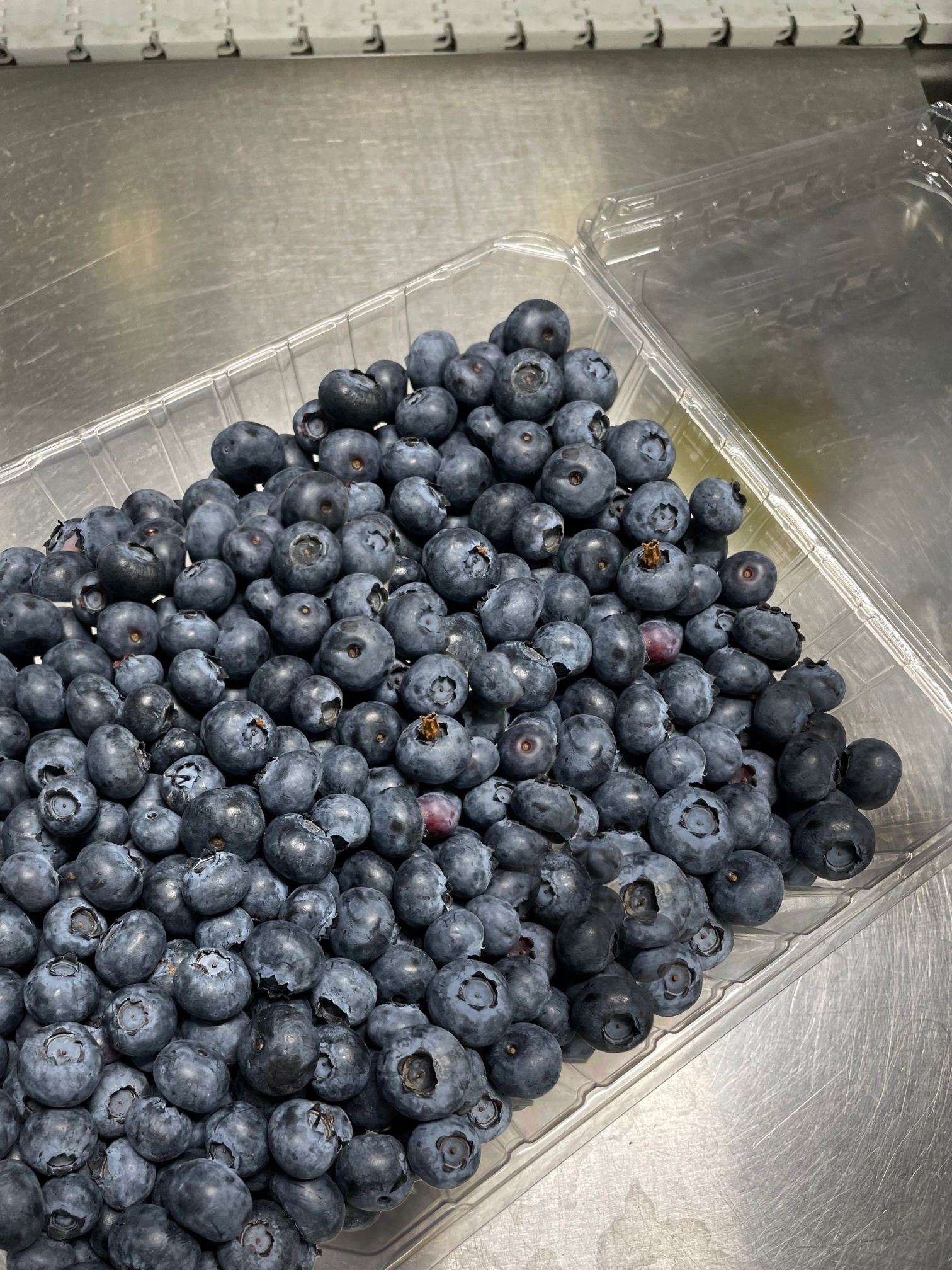미국 Fresh Blueberry - BC_Blueberry_4_copy2.jpg