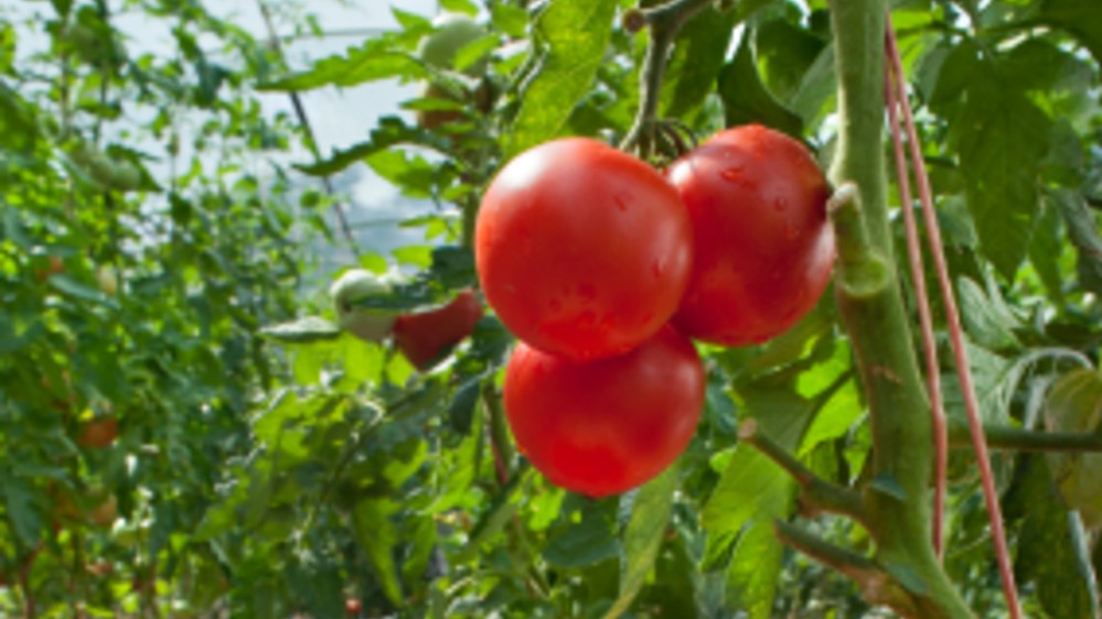 튀르키예 Tomato Paste - Turkey-Tomato-Paste-205356_2.jpg