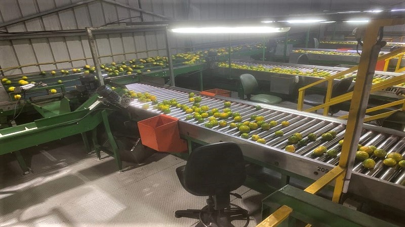 이스라엘 Fresh Grapefruit - IL_Grapefruit_Processing1.jpeg