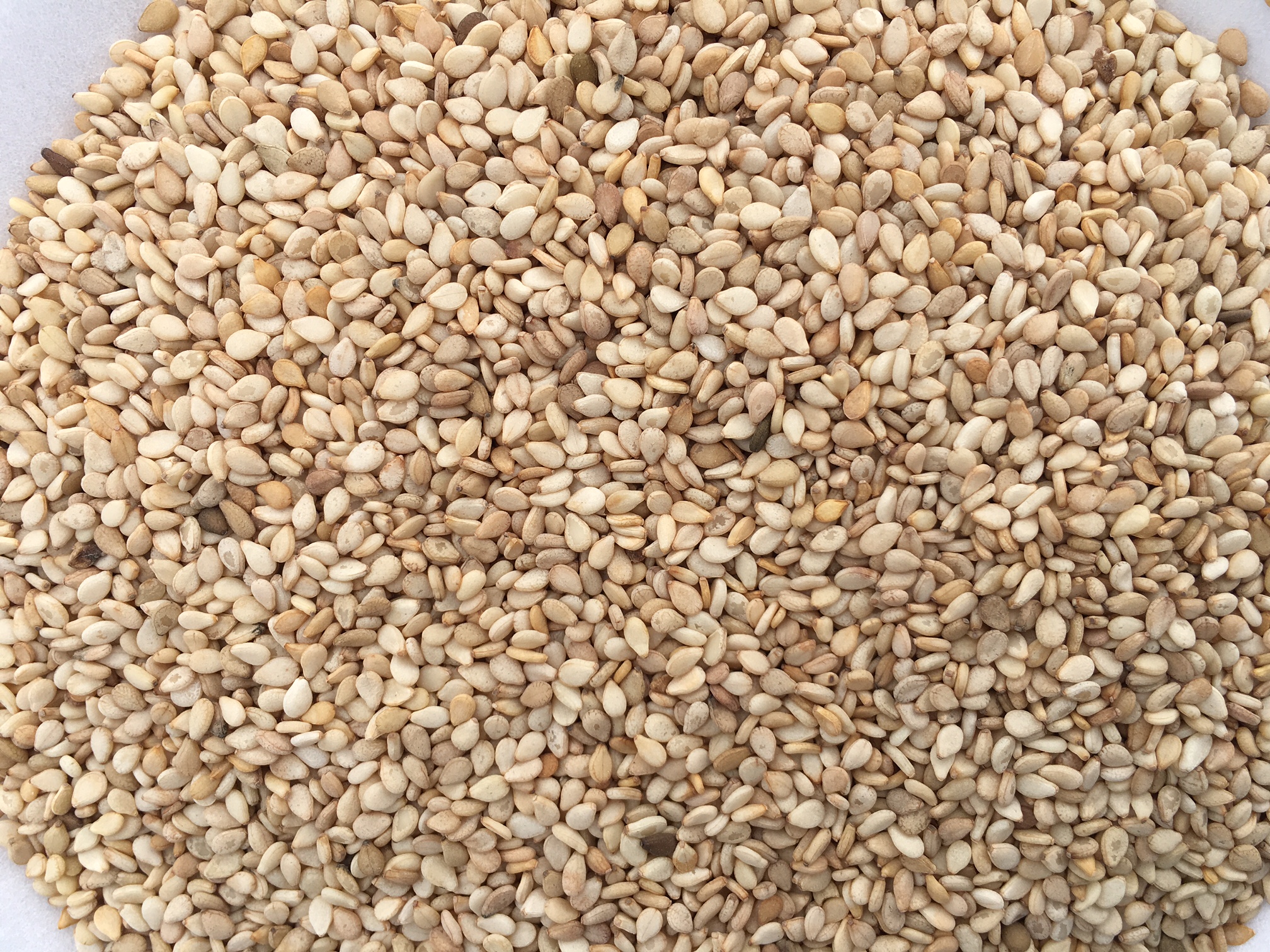 과테말라 Sesame Seed - Guatemala-Sesame-Seed-287099.JPG