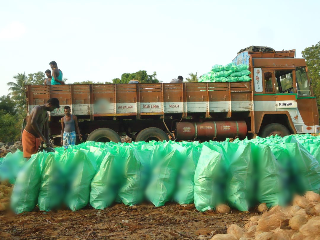 인도 Fresh Mature Coconut - 21F.jpg