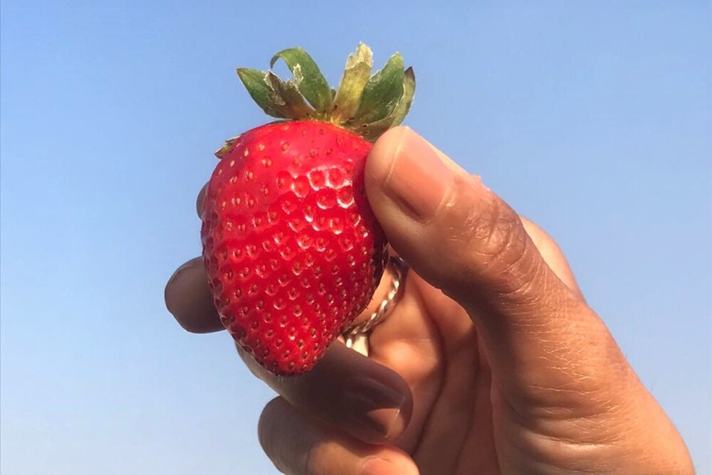 Egypt Fresh Strawberry - Egypt_-_Fresh_Strawberry.jpg