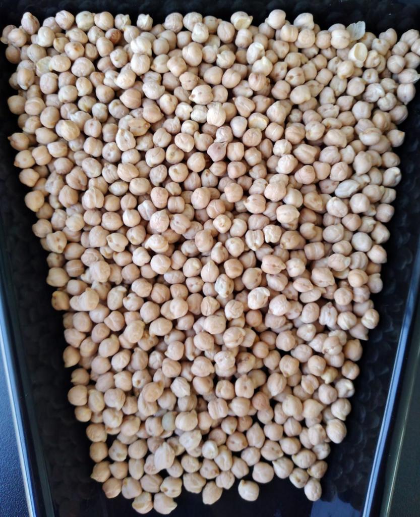 아르헨티나 Dried Chickpea - chickpea_argg.jpg