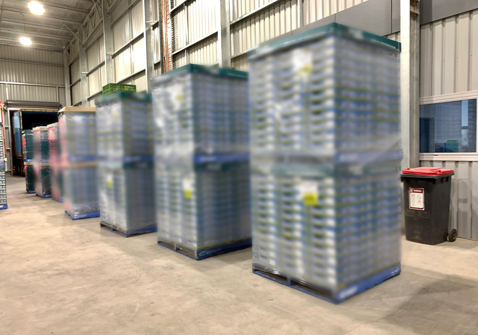 호주 Fresh Nectarine - 9F.jpg