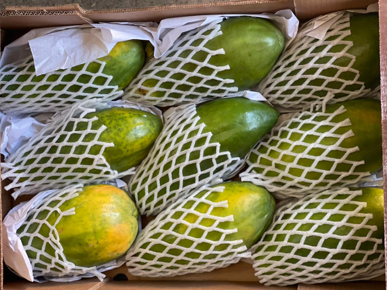 브라질 Fresh Papaya - WhatsApp_Image_2021-07-06_at_21.02.25.jpeg