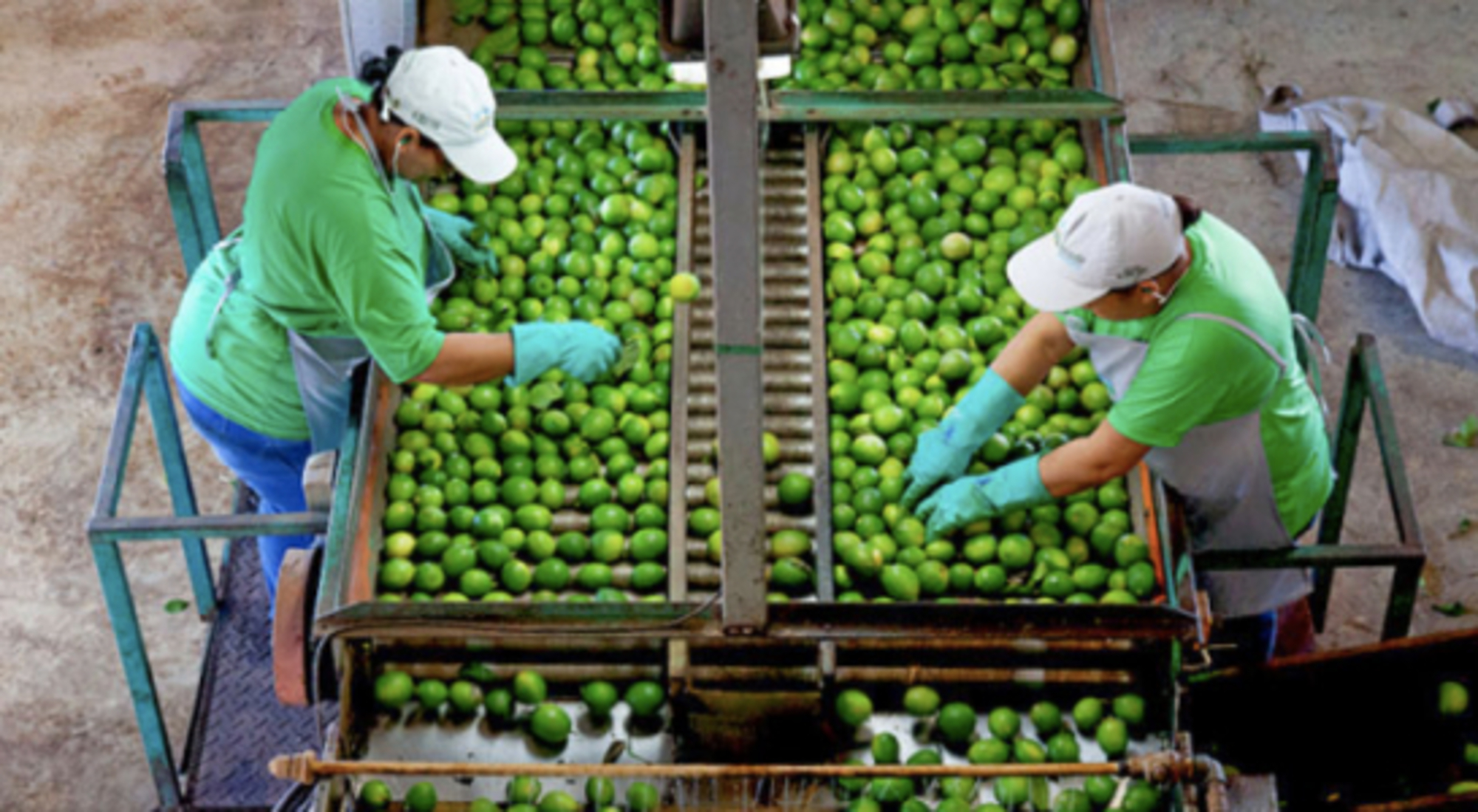 브라질 Fresh Tahiti Lime - pro2.jpg