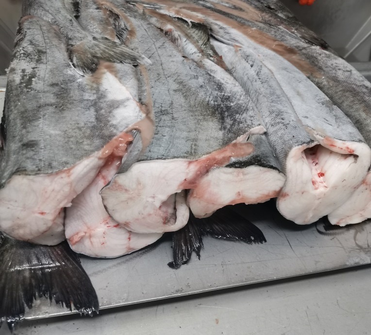러시아 Frozen Whole Pacific Cod - cod_3.jpg
