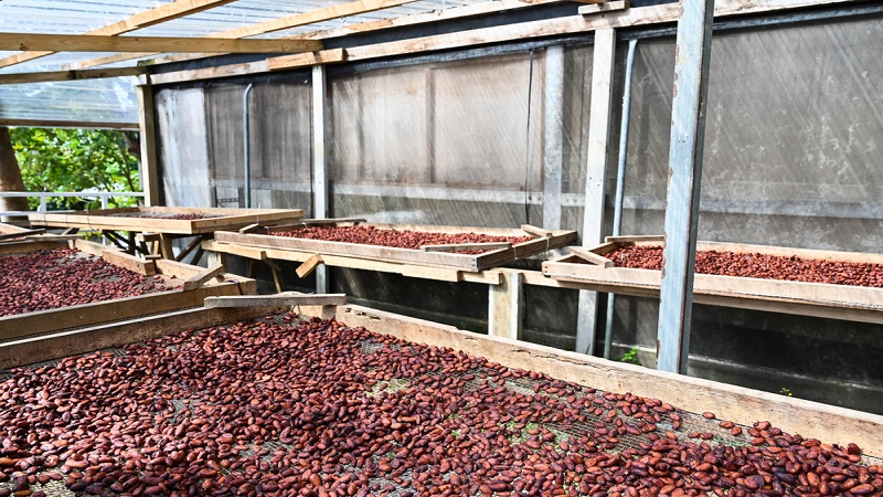 카메룬 Cocoa Bean - CM_CoffeeBean_processing1.jpg