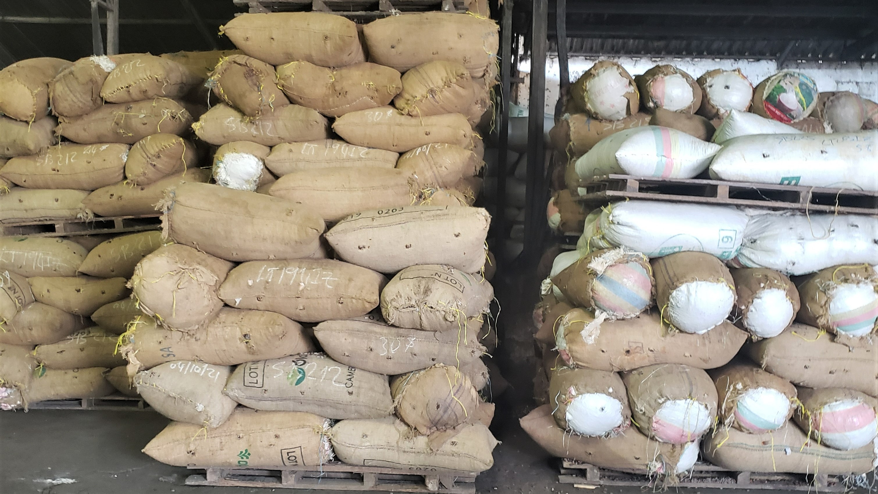 카메룬 Cocoa Bean - Cameroon-Cocoa-Bean-8812412.jpg