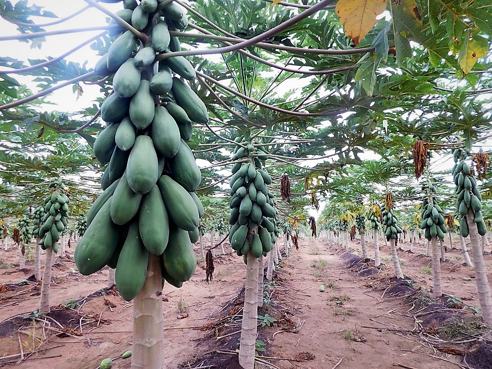 브라질 Fresh Papaya - foto22.jpg