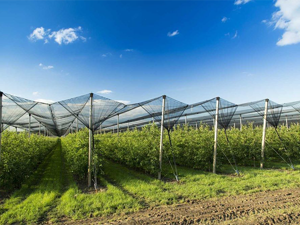 우즈베키스탄 Raisin (Dried Grape) - lordfruitsgardens-9.png