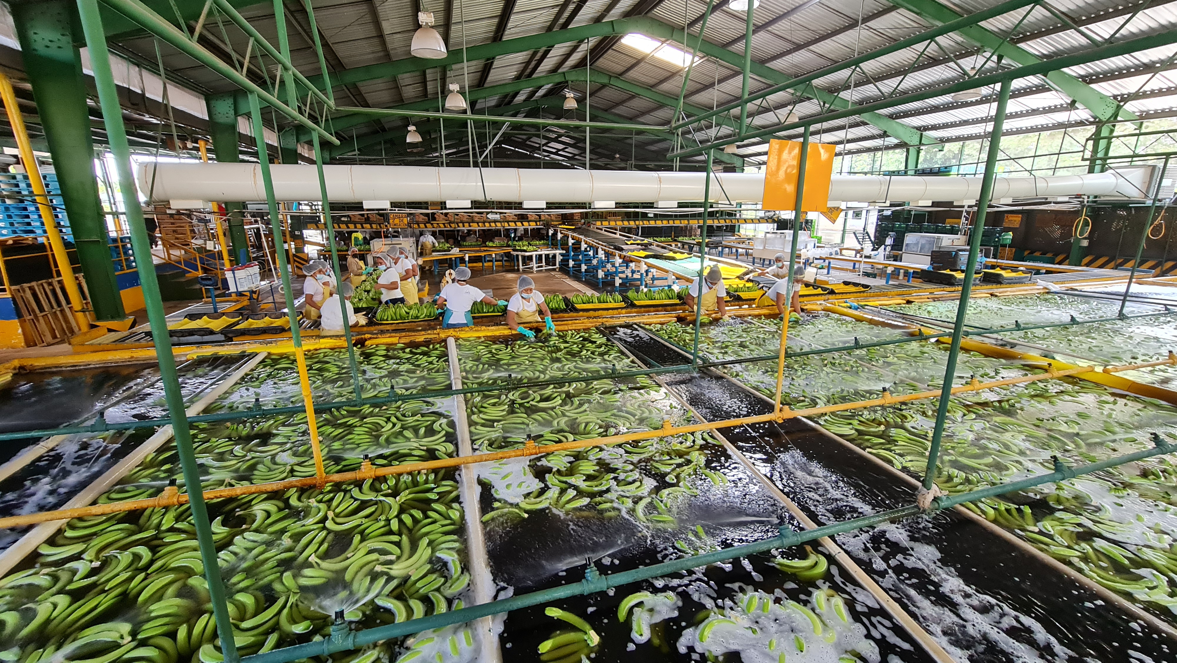 과테말라 Fresh Banana - 20210708_120157.jpg