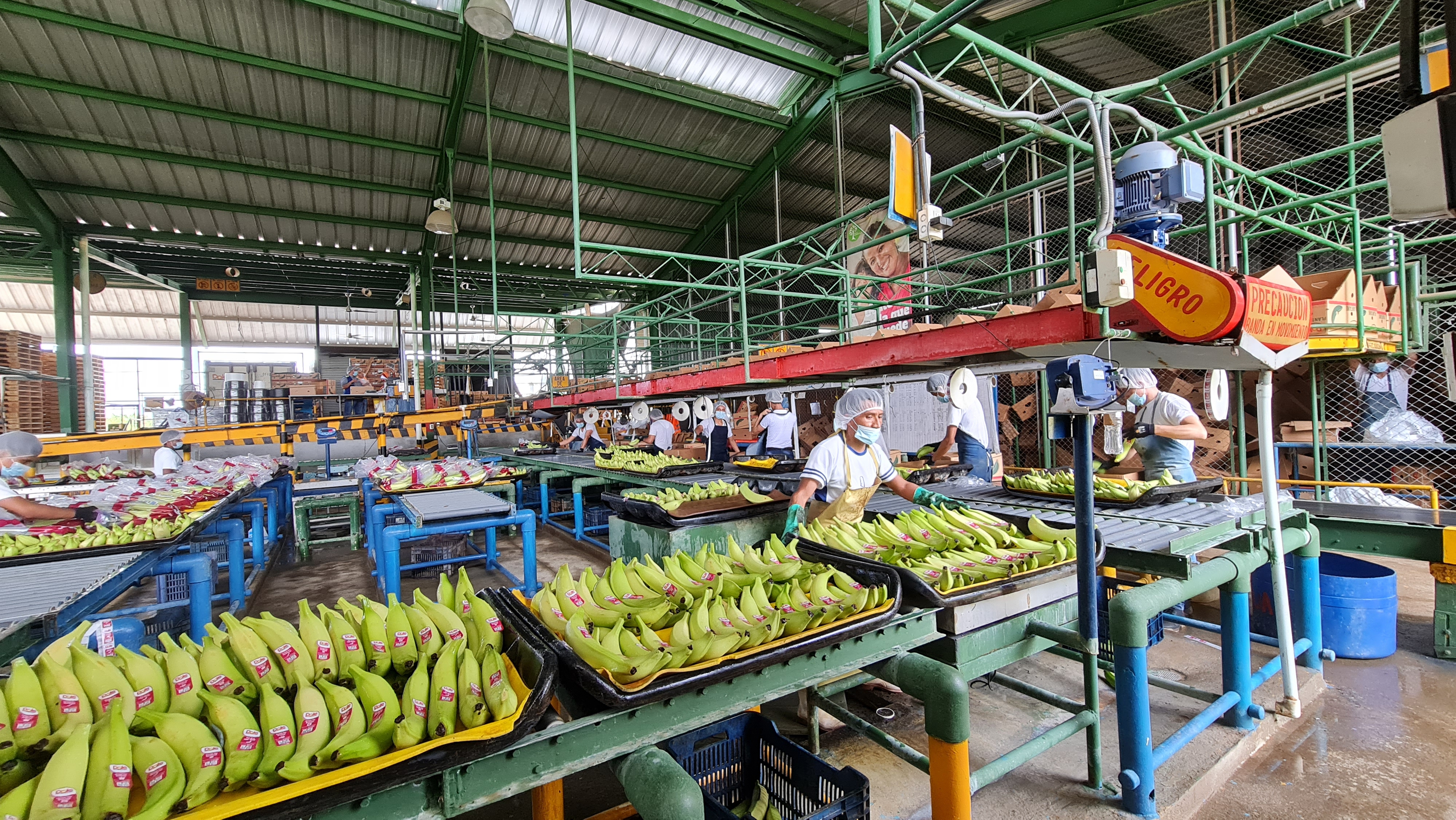 Guatemala Fresh Plantain - 20210708_101551.jpg