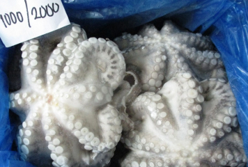 Indonesia Frozen Octopus - OC_IN_4.jpg