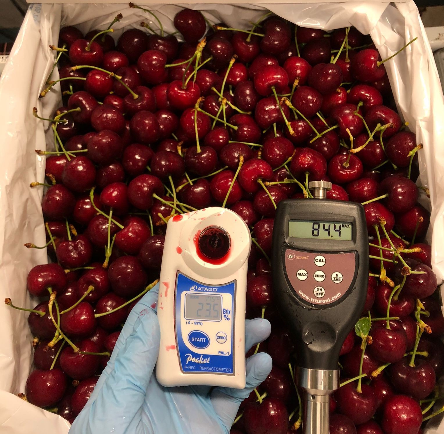 캐나다 Fresh Sweet Cherry - WhatsApp_Image_2021-07-16_at_10.16.21_AM.jpeg