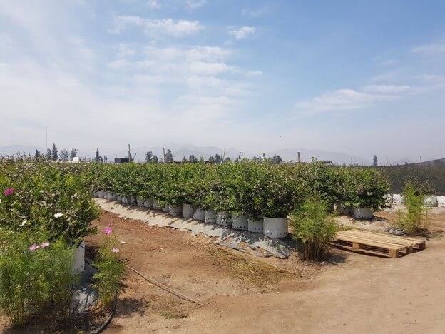 페루 Frozen Blueberry - fb_pic3.jpg