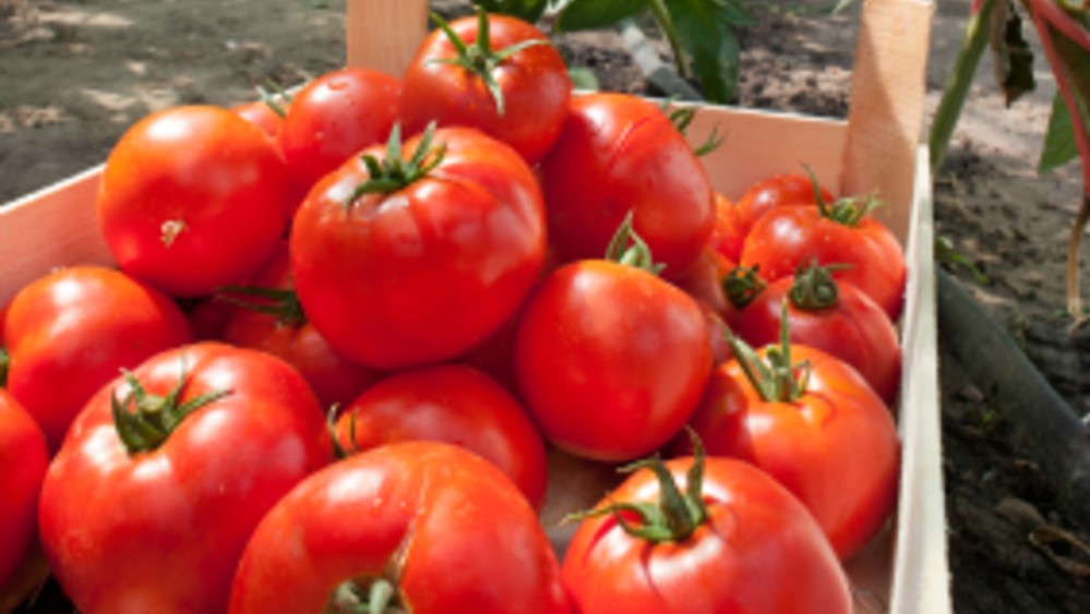 튀르키예 Tomato Paste - Turkey-Tomato-Paste-205356_3.jpg