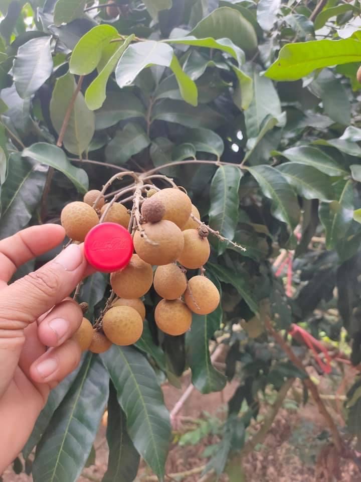 태국 Fresh Longan - S__46047433.jpg