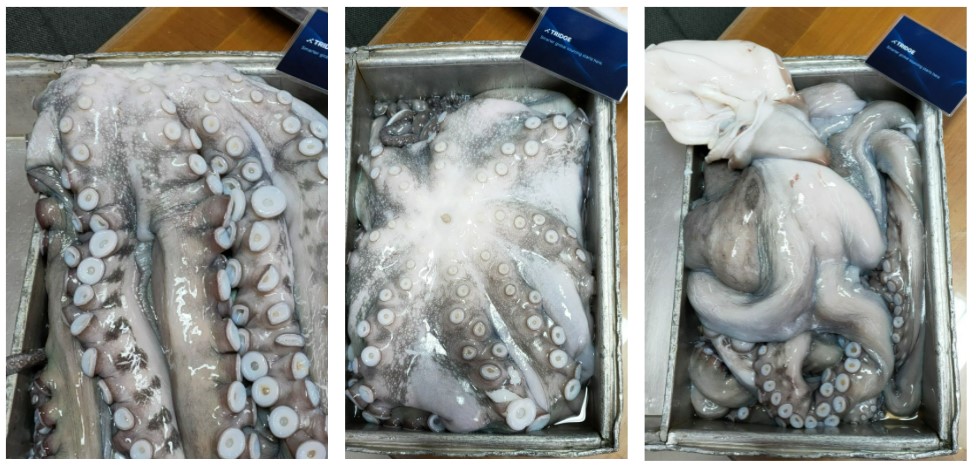 Indonesia Frozen Octopus - 1.jpg